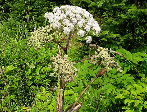 angelika lesná Angelica sylvestris L.