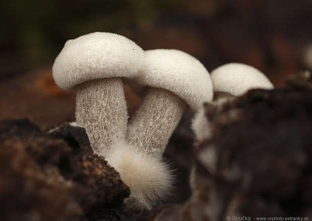 príživnica prášnicovitá Asterophora lycoperdoides (Bull.) Ditmar