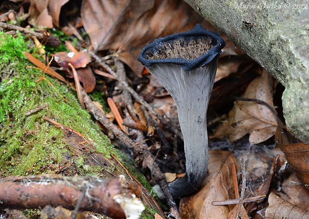 lievik trúbkovitý Craterellus cornucopioides (L.) Pers.