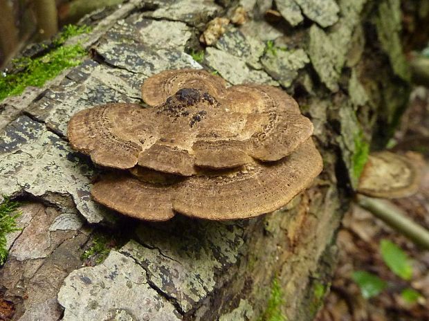 sieťkovček červenkastý Daedaleopsis confragosa (Bolton) J. Schröt.