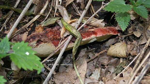 pečeňovec dubový Fistulina hepatica (Schaeff.) With.