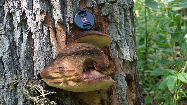 pečeňovec dubový Fistulina hepatica (Schaeff.) With.