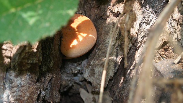 pečeňovec dubový Fistulina hepatica (Schaeff.) With.