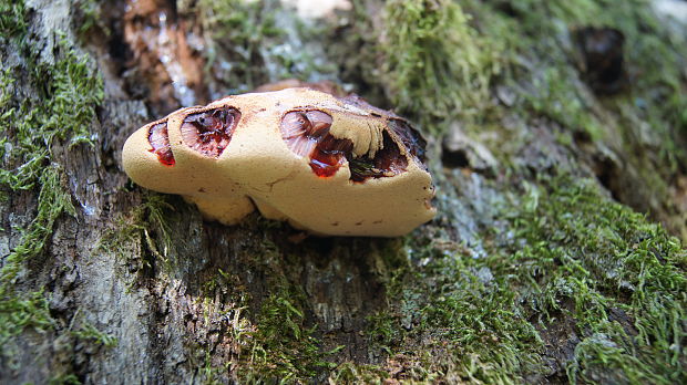 pečeňovec dubový Fistulina hepatica (Schaeff.) With.