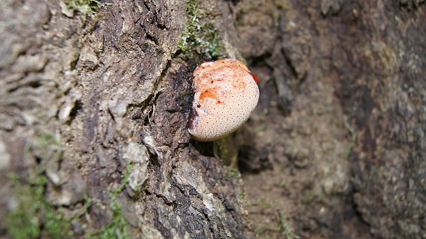 pečeňovec dubový Fistulina hepatica (Schaeff.) With.