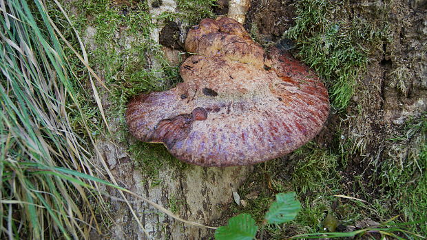 pečeňovec dubový Fistulina hepatica (Schaeff.) With.