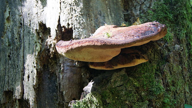 pečeňovec dubový Fistulina hepatica (Schaeff.) With.