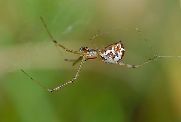 plachtárka-Plachetnatka keřová-CZ Linyphia triangularis