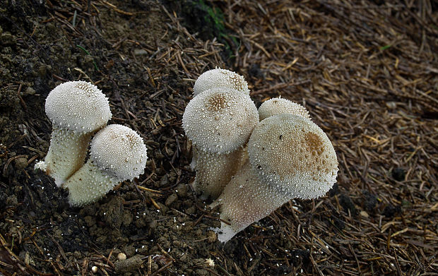 prášnica bradavičnatá Lycoperdon perlatum Pers.