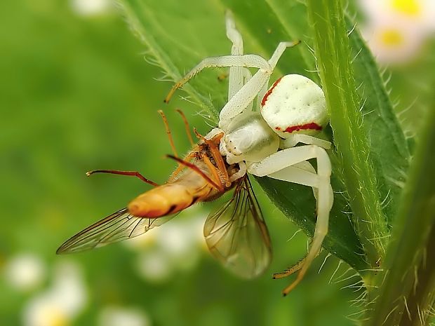 kvetárik dvojtvarý Misumena vatia