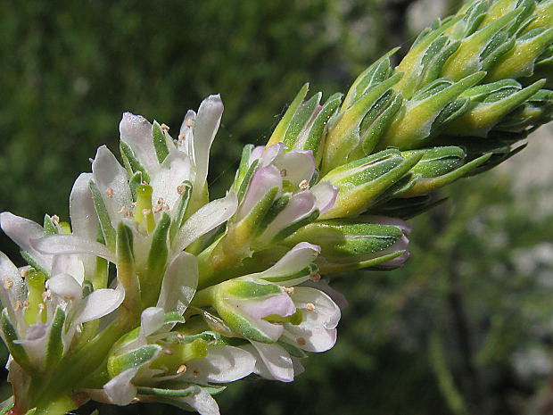 myrikovka nemecká Myricaria germanica (L.) Desv.