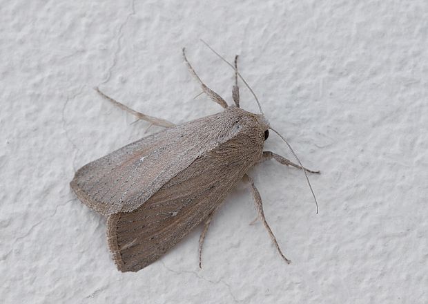 Mythimna sicula