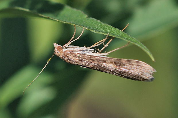 vijačka sťahovavá   Nomophila noctuella Denis & Schiffermüller, 1775