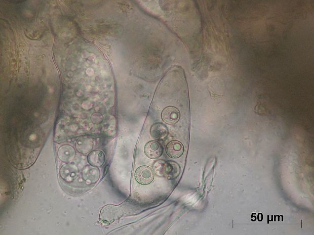 zelenec Pachyphloeus citrinus Berk. & Broome