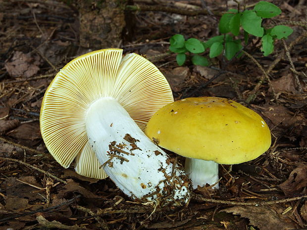 http://www.nahuby.sk/images/fotosutaz/2012/08/31/Russula-claroflava/jaroslav_maly_343722.jpg