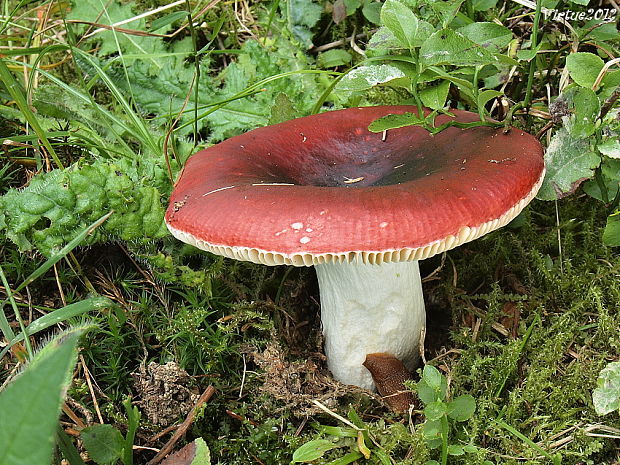 plávka Russula sp.