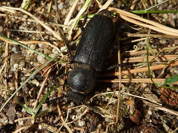 fuzač borovicový Spondylis buprestoides