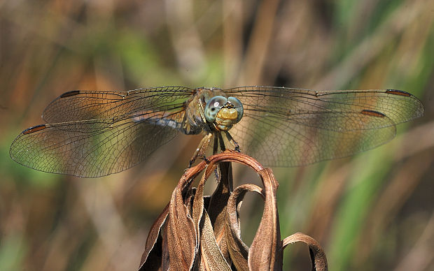 vážka pestrá Sympetrum striolatum