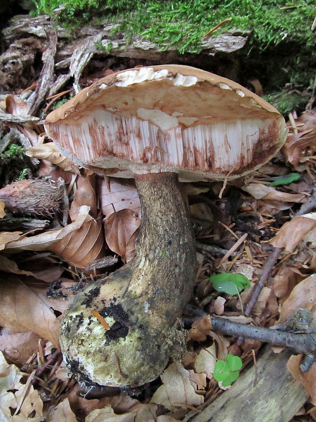 podhríb žlčový Tylopilus felleus (Bull.) P. Karst.