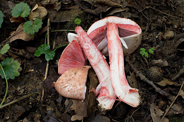 pečiarka krvavá Agaricus haemorrhoidarius Schulzer