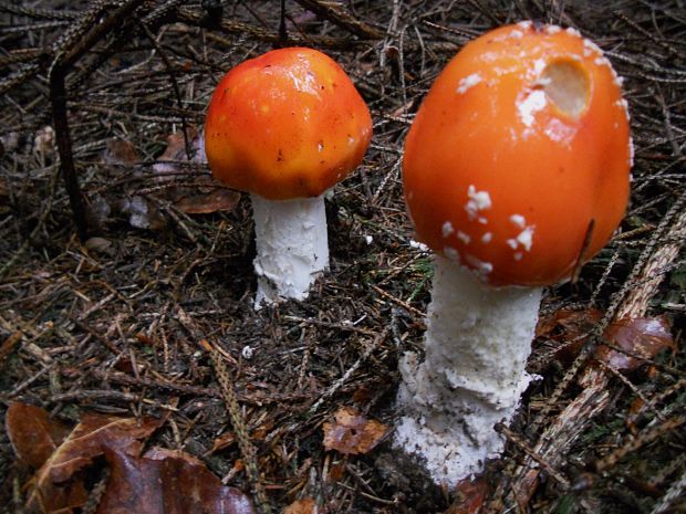 muchotrávka červená Amanita muscaria (L.) Lam.