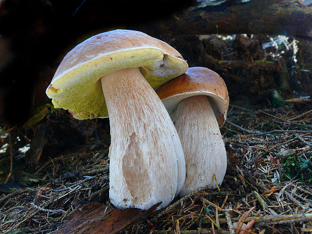 hríb smrekový Boletus edulis Bull.