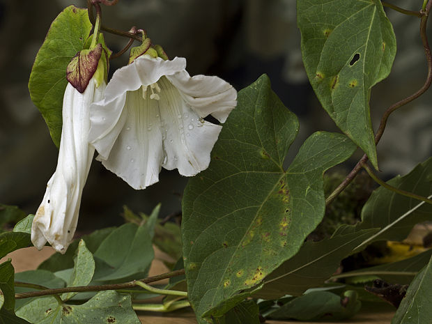 povoja plotná Calystegia sepium (L.) R. Br.