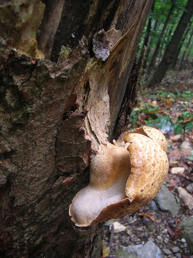 trúdnik šupinatý Cerioporus squamosus (Huds.) Quél.