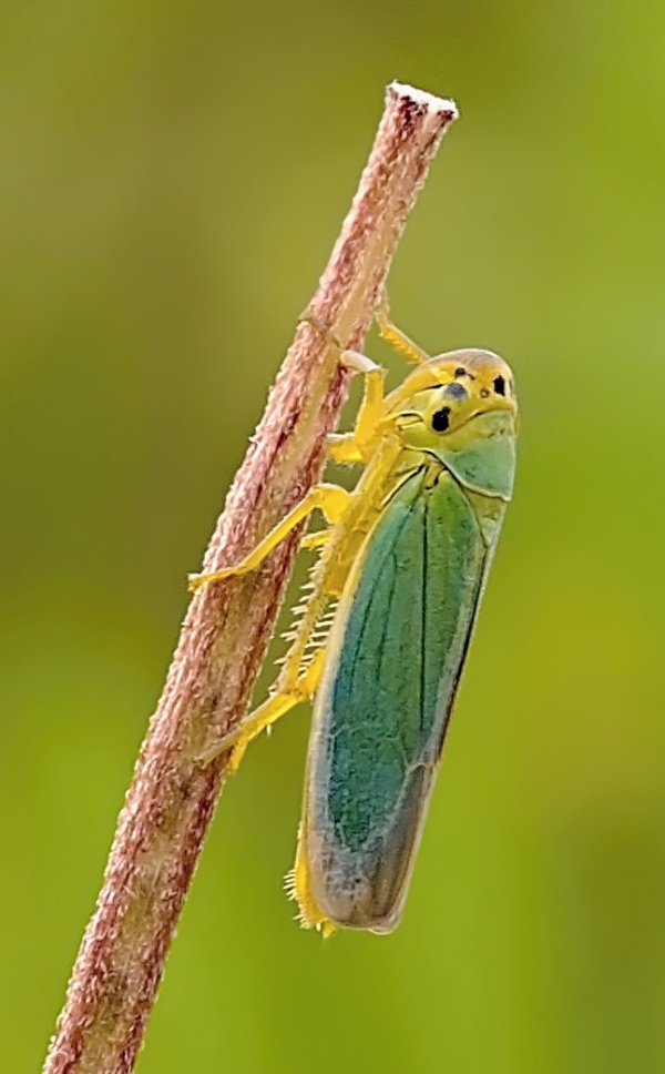 cikádka Cicadella viridis