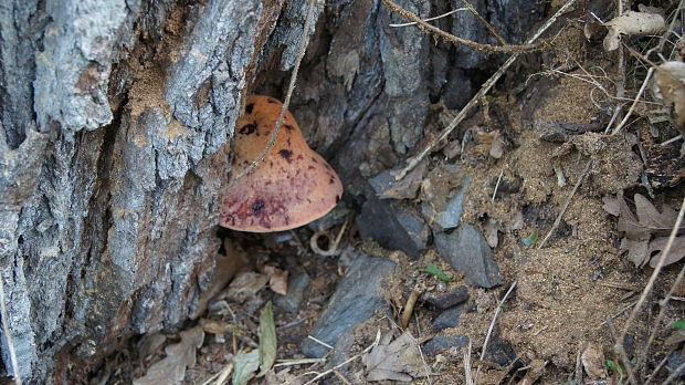 pečeňovec dubový Fistulina hepatica (Schaeff.) With.