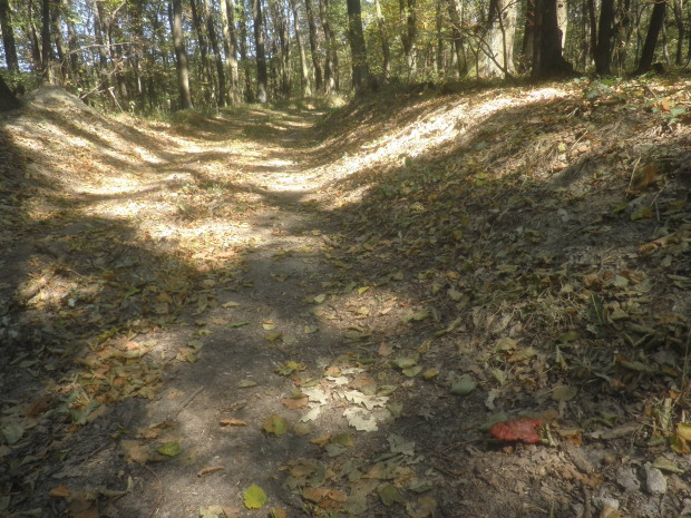 lesklokôrovka obyčajná Ganoderma lucidum (Curtis) P. Karst.