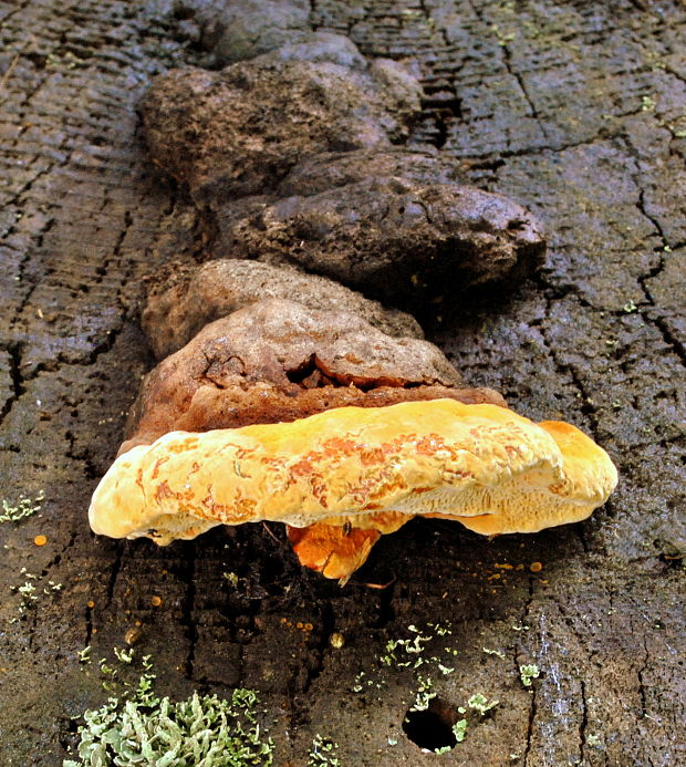 trámovka anízová Gloeophyllum odoratum (Wulfen) Imazeki