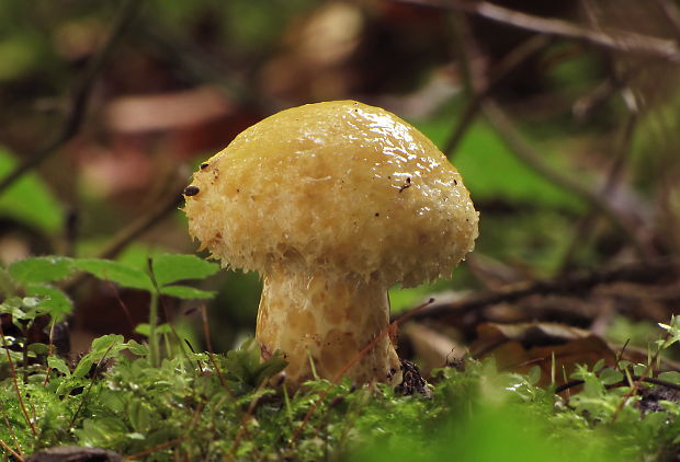 rýdzik nádherný Lactarius repraesentaneus Britzelm.