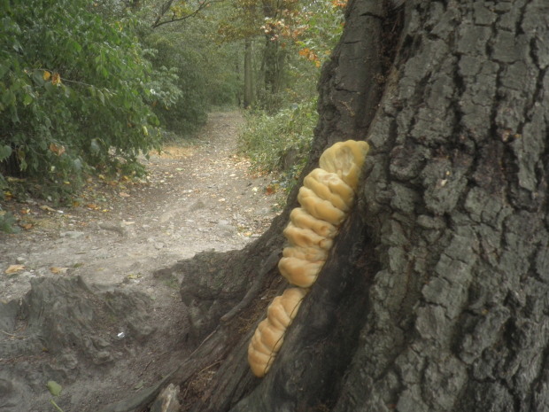 sírovec obyčajný Laetiporus sulphureus (Bull.) Murrill