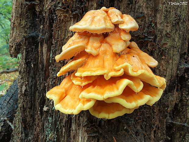 sírovec obyčajný Laetiporus sulphureus (Bull.) Murrill