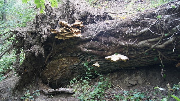 sírovec obyčajný Laetiporus sulphureus (Bull.) Murrill