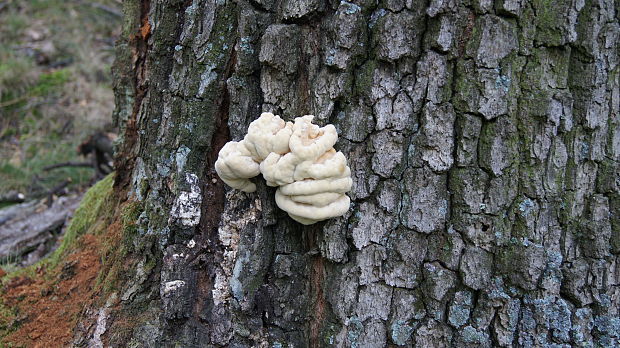 sírovec obyčajný Laetiporus sulphureus (Bull.) Murrill