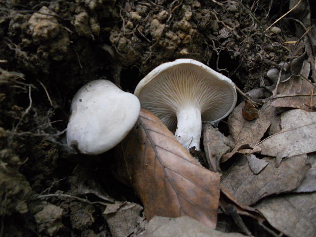 strmulec biely  Lyophyllum connatum (Schumach.) Singer