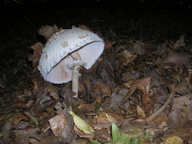 bedľa vysoká Macrolepiota procera (Scop.) Singer