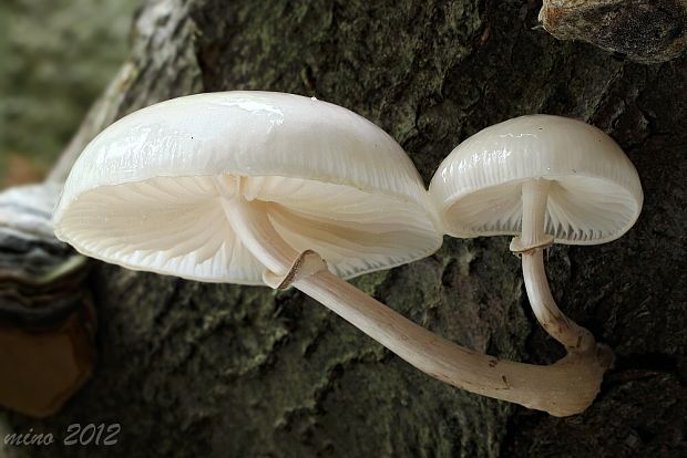 sliznačka obyčajná Mucidula mucida (Schrad.) Pat.