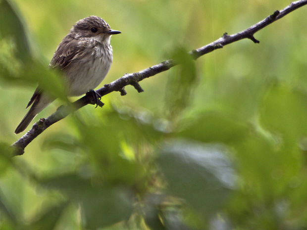 muchár sivý Muscicapa striata L.