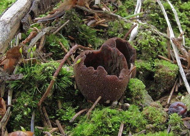 čiaška Peziza sp.