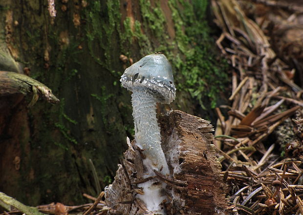 golierovka zelenkastá Stropharia aeruginosa (Curtis) Quél.