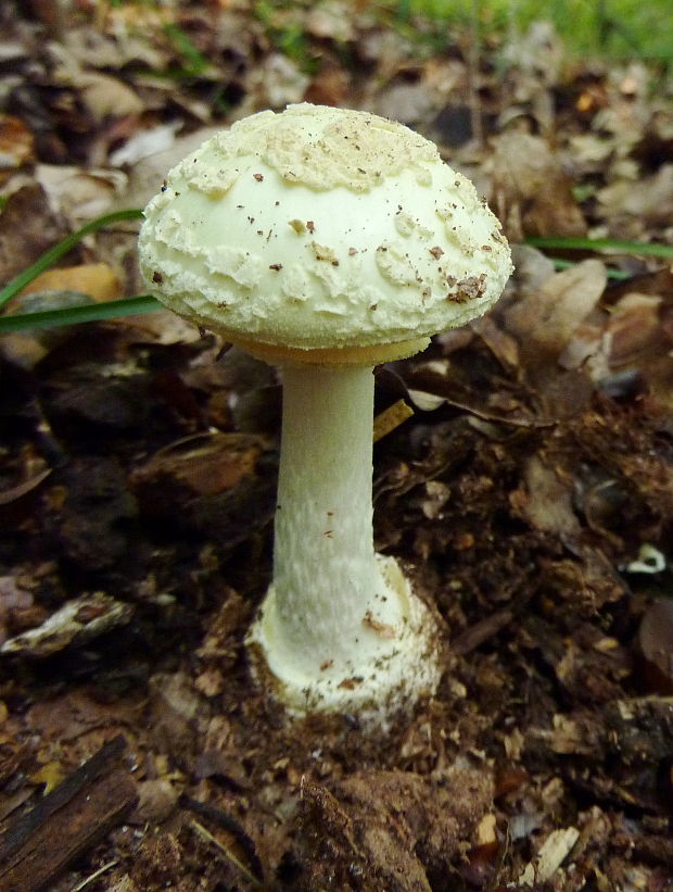 muchotrávka citrónovožltá Amanita citrina Pers.