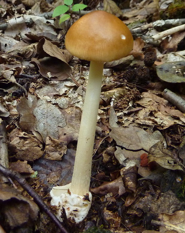 muchotrávka plavohnedá Amanita fulva Fr.