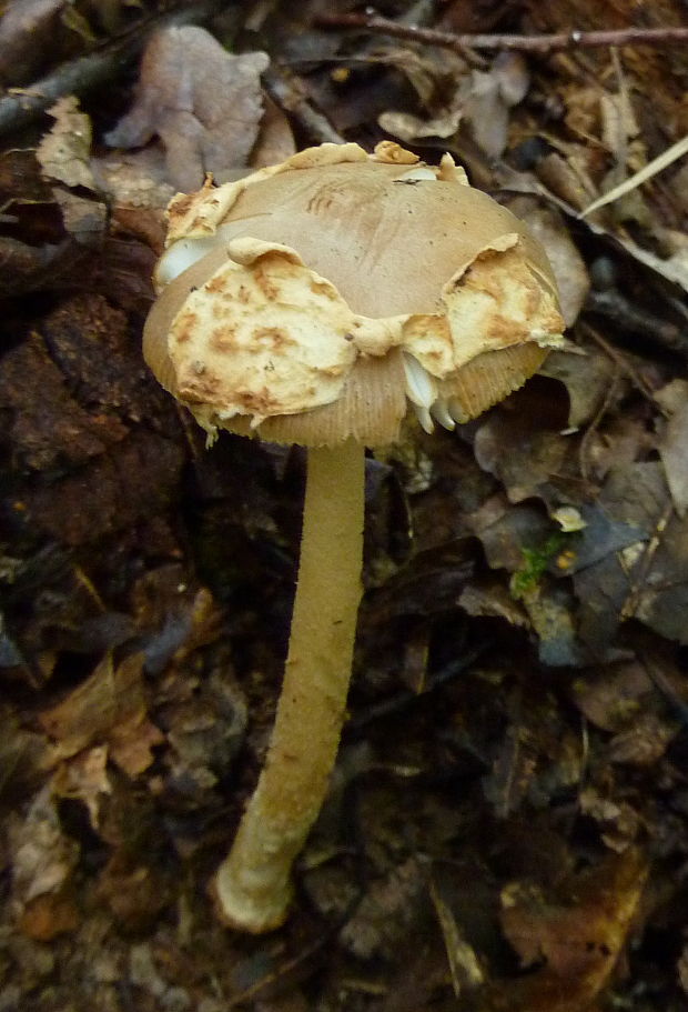 muchotrávka plavohnedá Amanita fulva Fr.