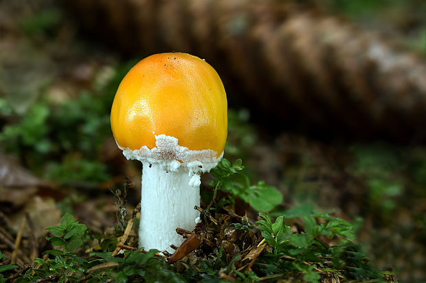 muchotrávka červená Amanita muscaria (L.) Lam.