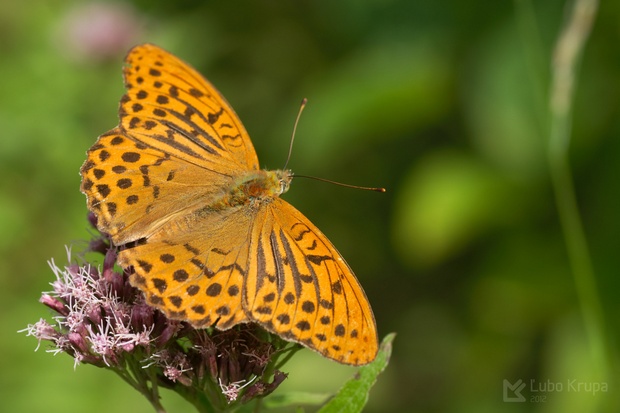 perlovec striebristopásavý Argynnis paphia