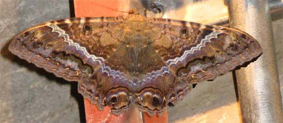 motýle Ascalopha odorata