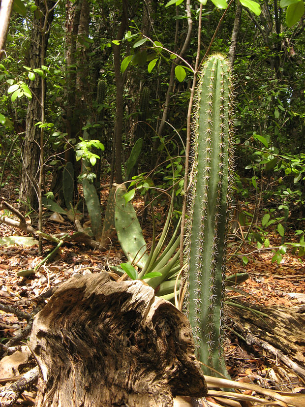 kaktusovité Cactaceae fam.